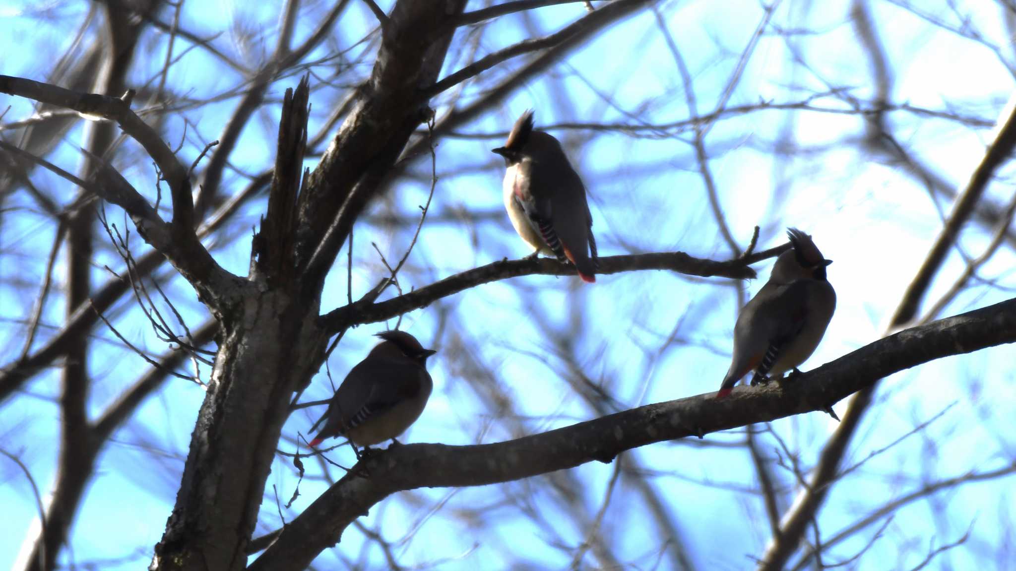 Japanese Waxwing