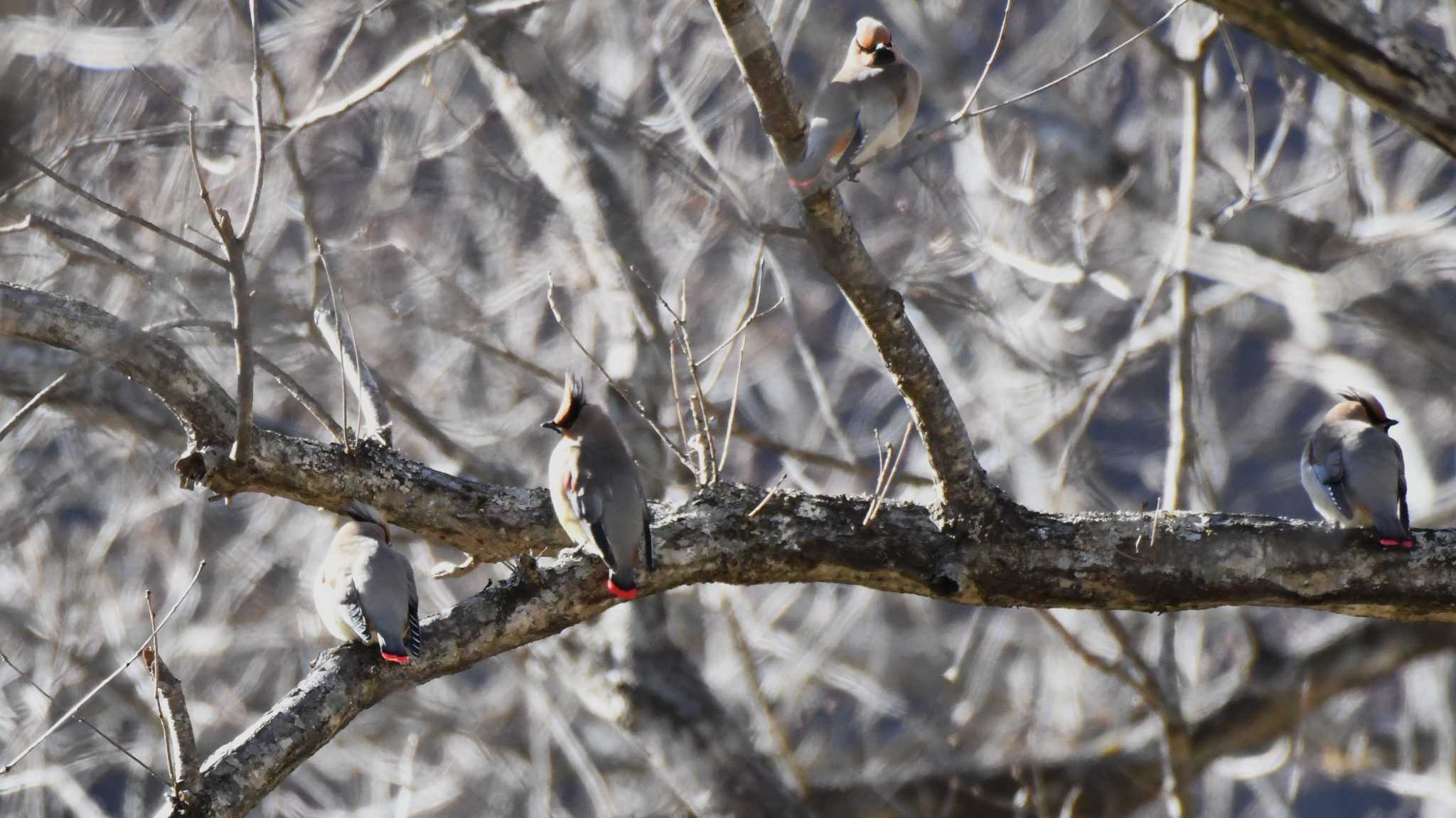 Photo of Japanese Waxwing at 八千穂高原 by ao1000