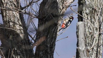 2024年1月7日(日) 南牧村の野鳥観察記録