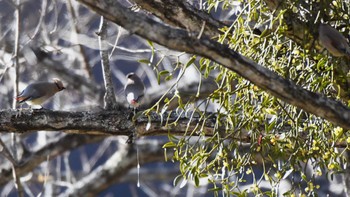 2024年1月7日(日) 八千穂高原の野鳥観察記録