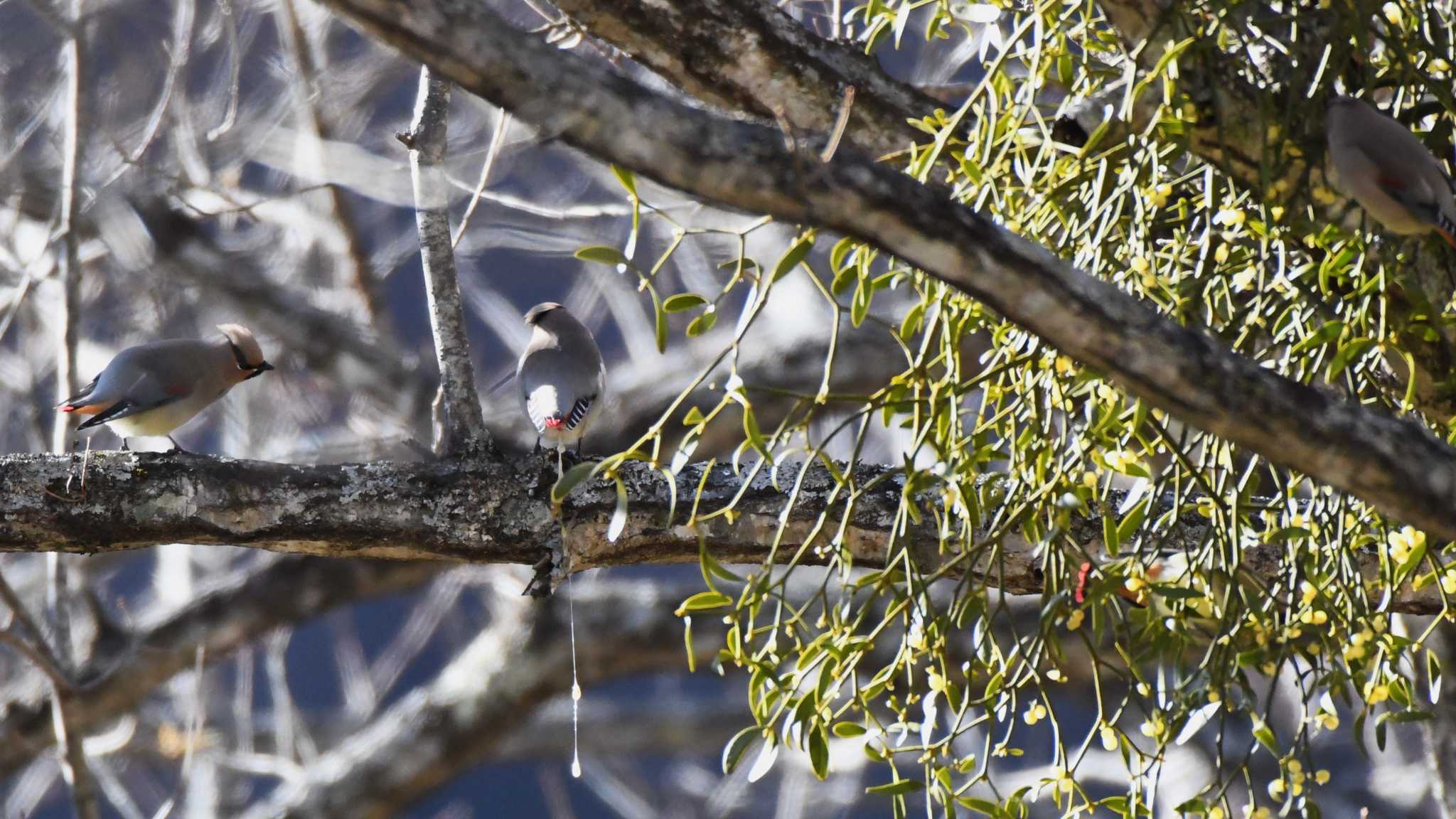 Japanese Waxwing