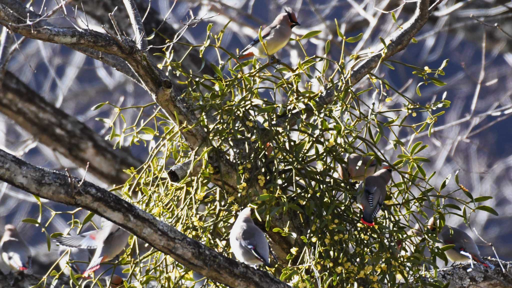 Japanese Waxwing