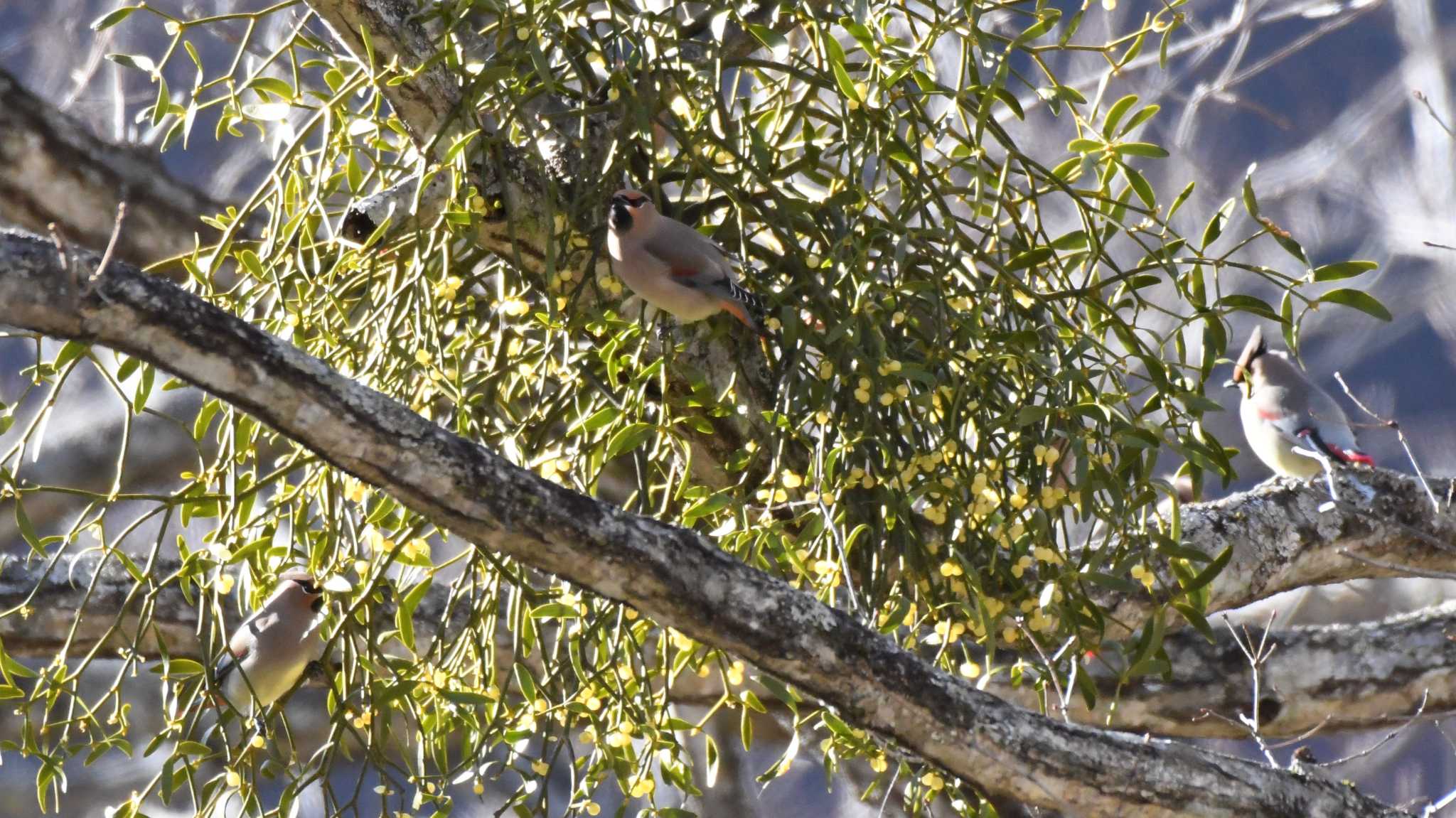 Japanese Waxwing