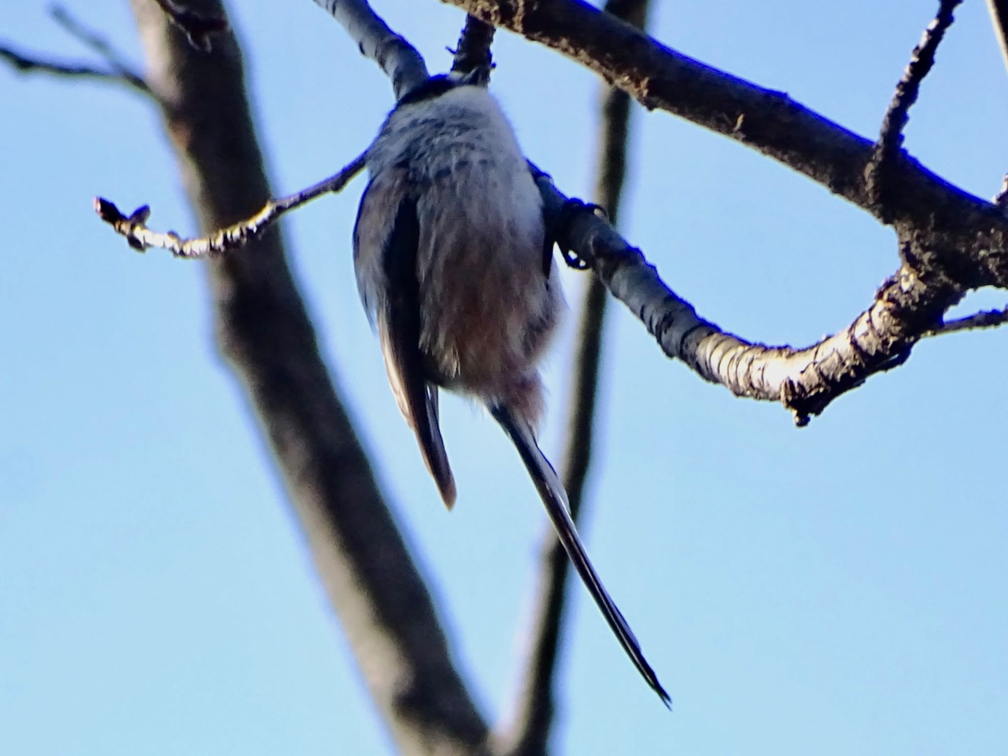 Long-tailed Tit