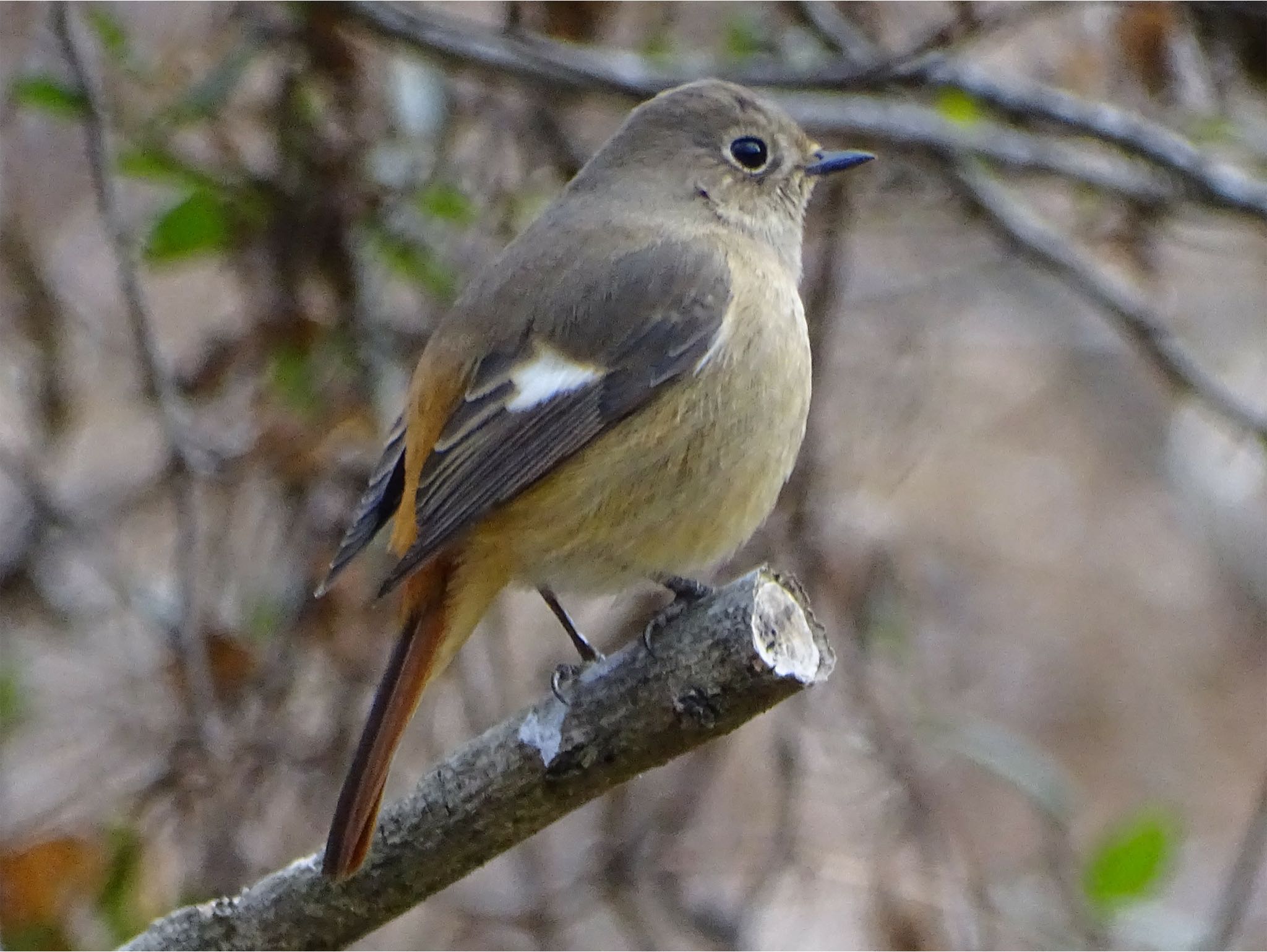 Daurian Redstart