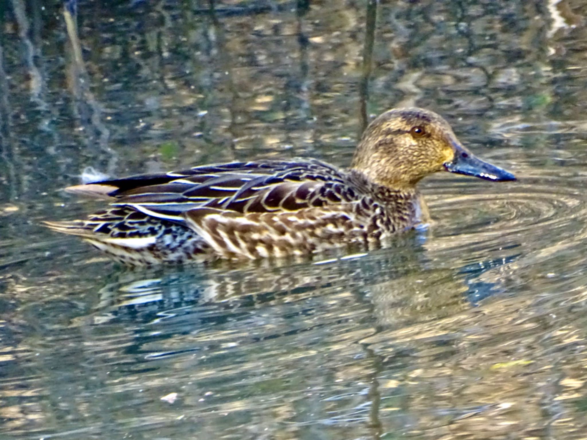 Eurasian Teal