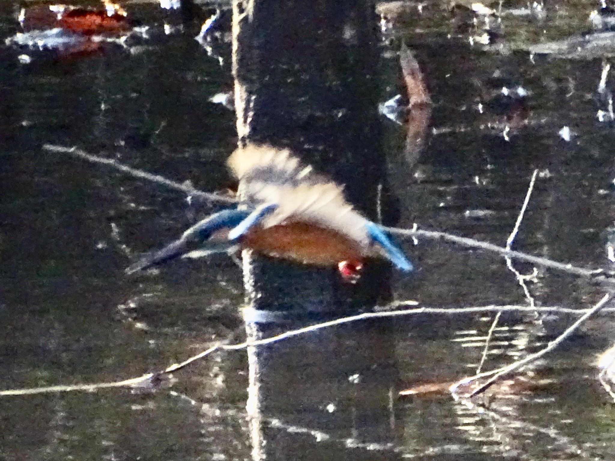 Common Kingfisher