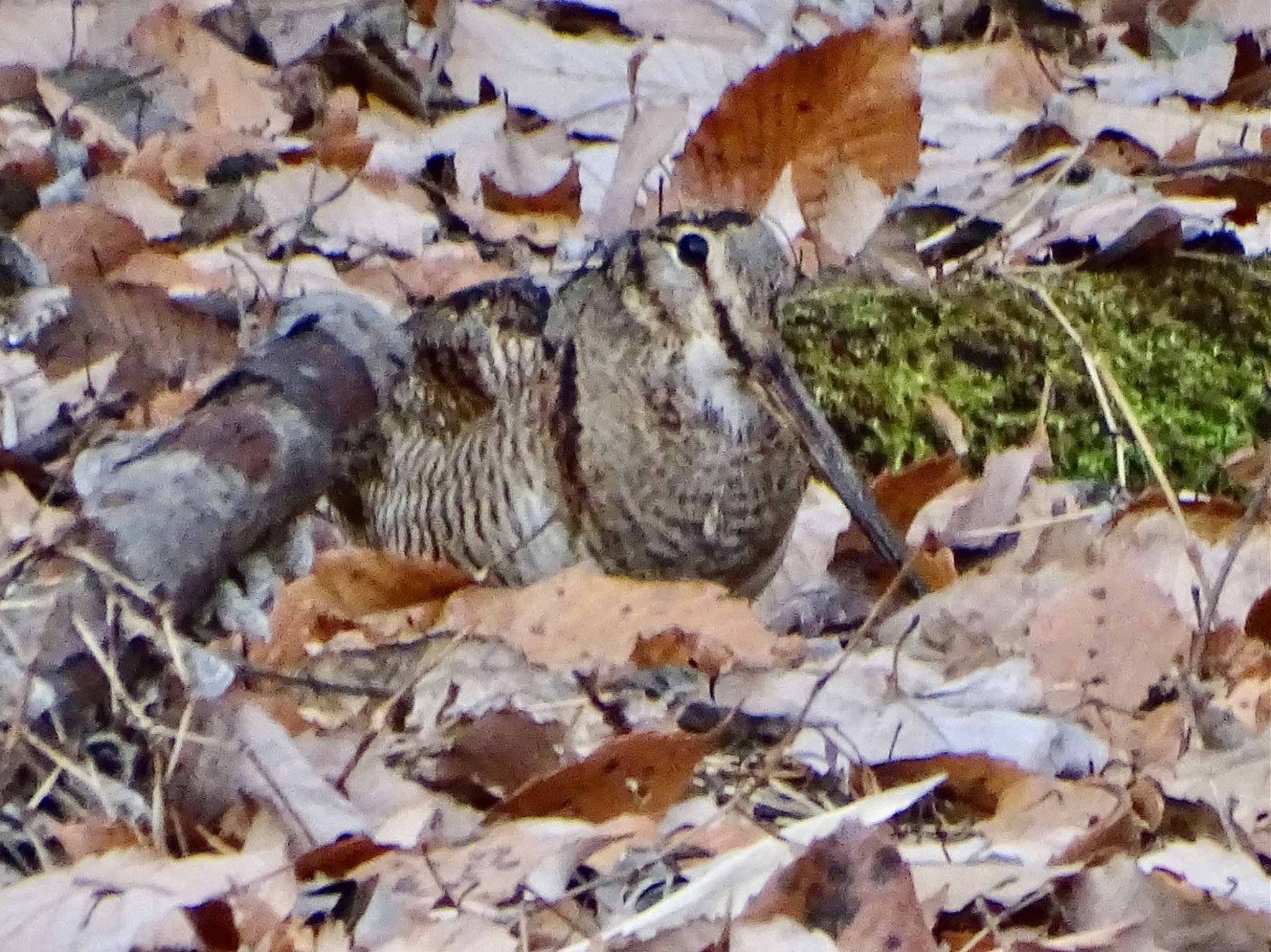 Eurasian Woodcock