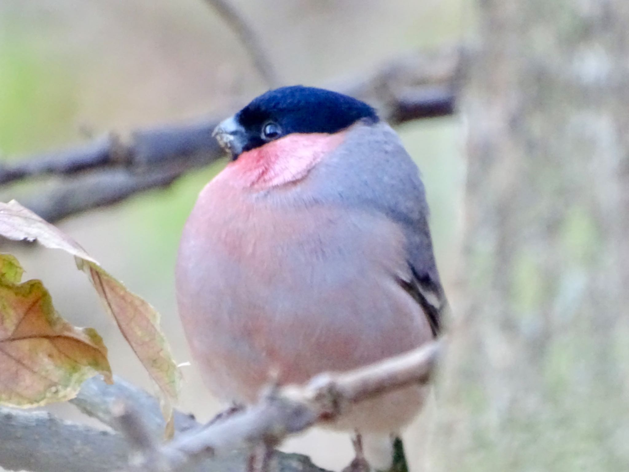 Eurasian Bullfinch