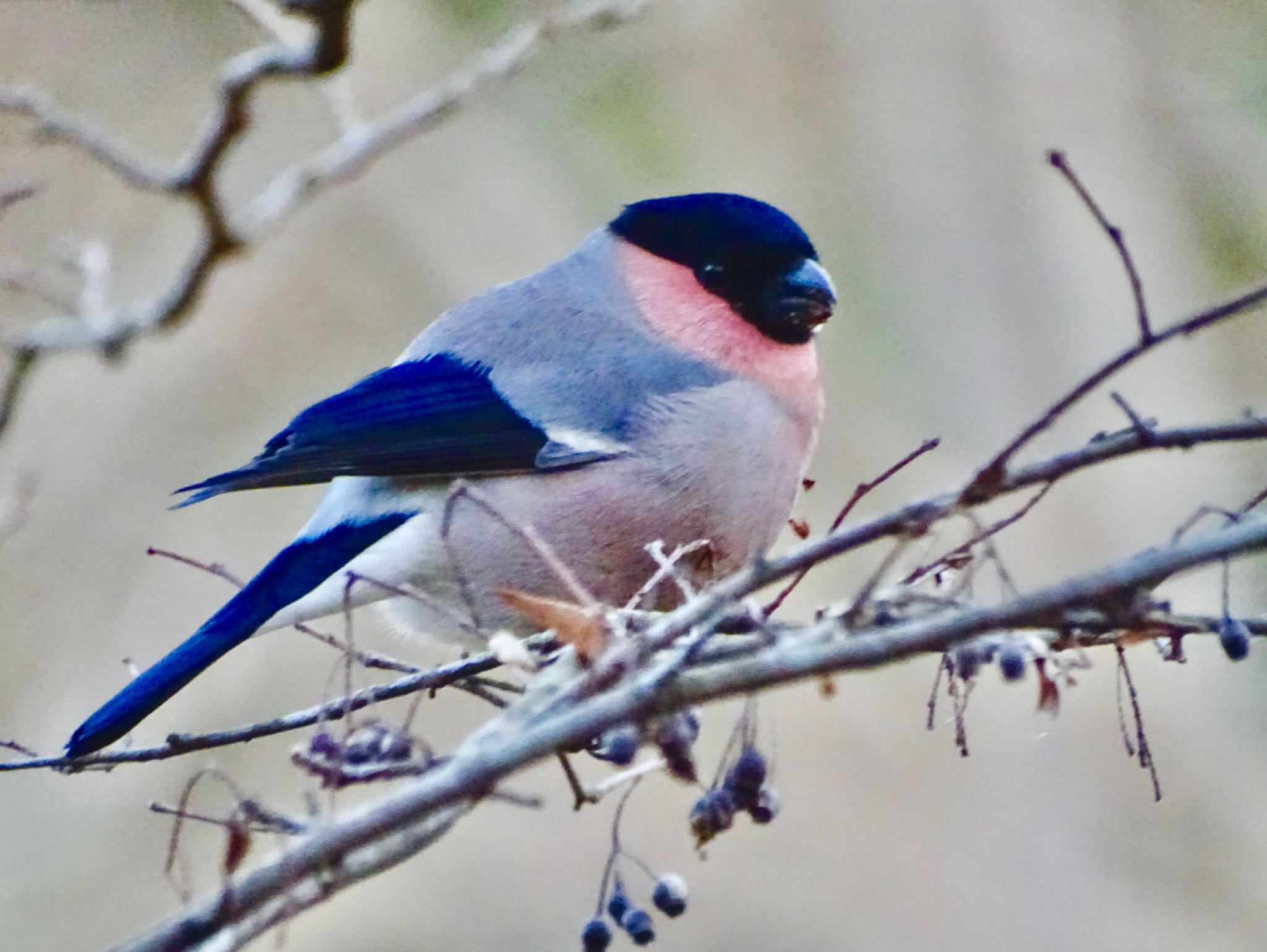 Eurasian Bullfinch