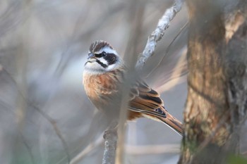 Meadow Bunting Arima Fuji Park Fri, 1/5/2024