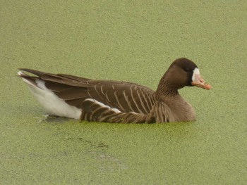 Greater White-fronted Goose Yoron Island Sat, 11/3/2018