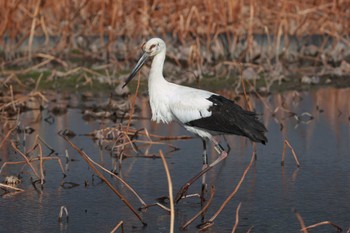 Oriental Stork Unknown Spots Sun, 1/7/2024