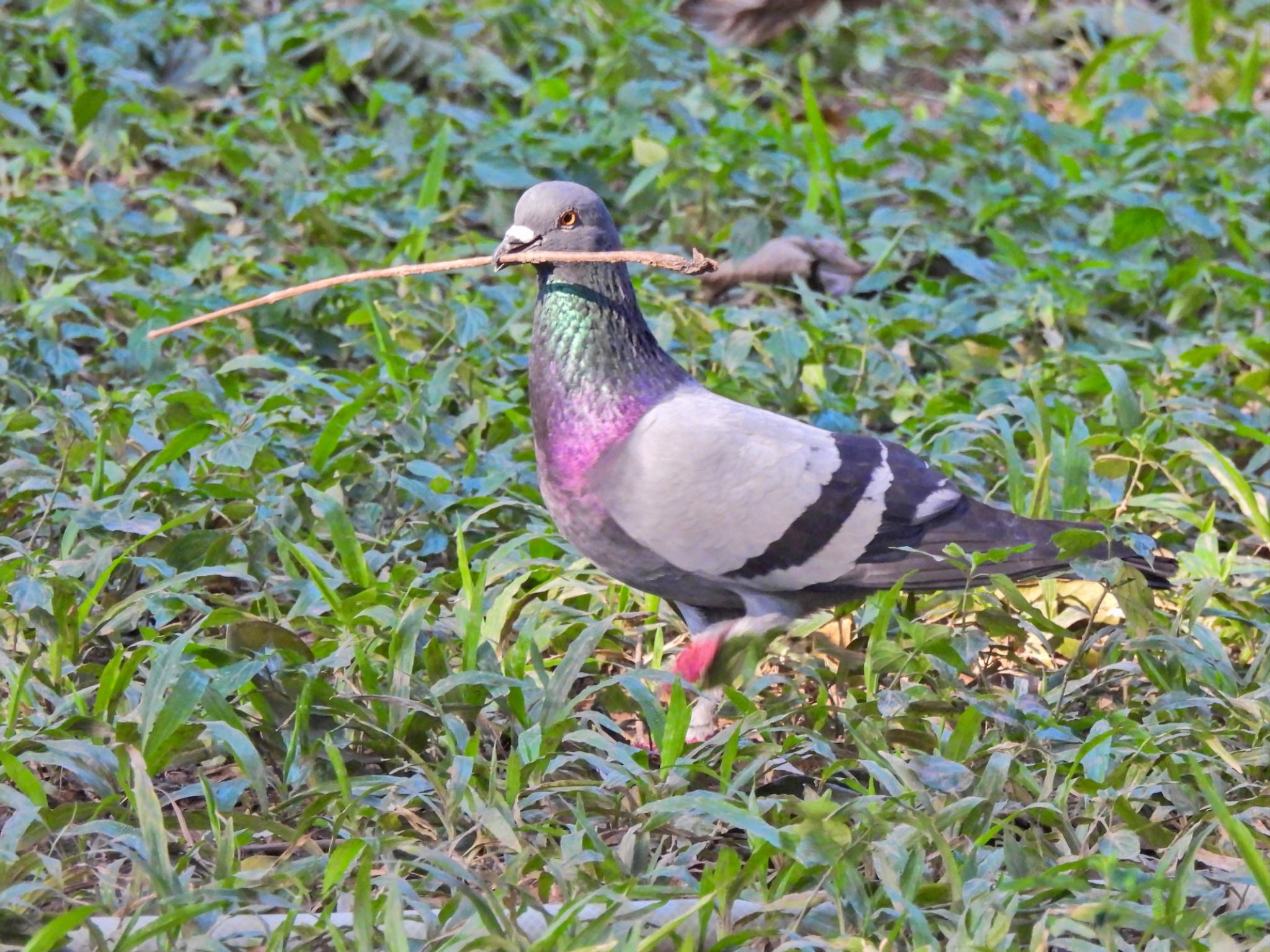 Rock Dove