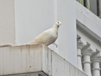 Rock Dove Hoan Kiem Lake Wed, 12/27/2023