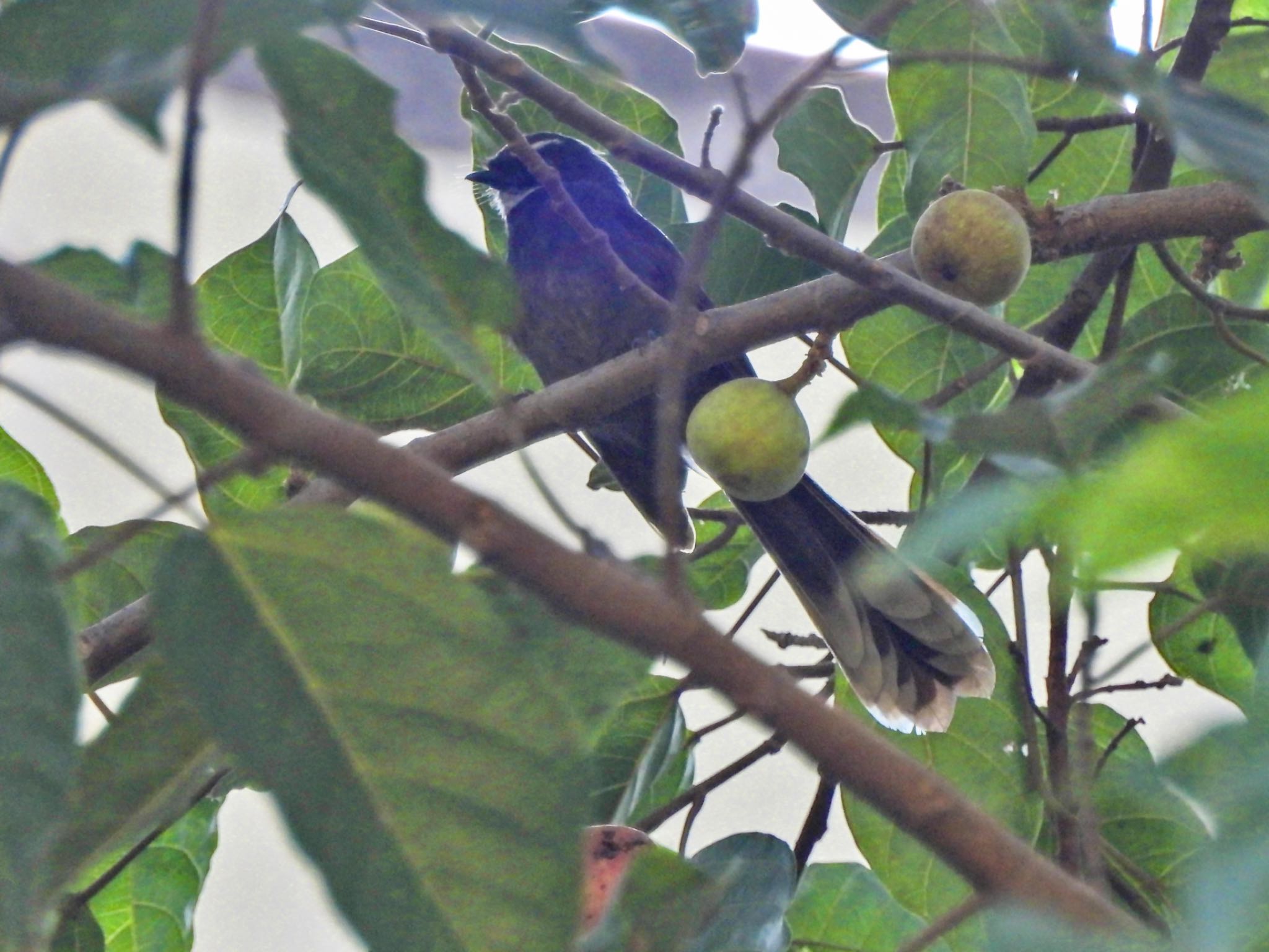 White-throated Fantail