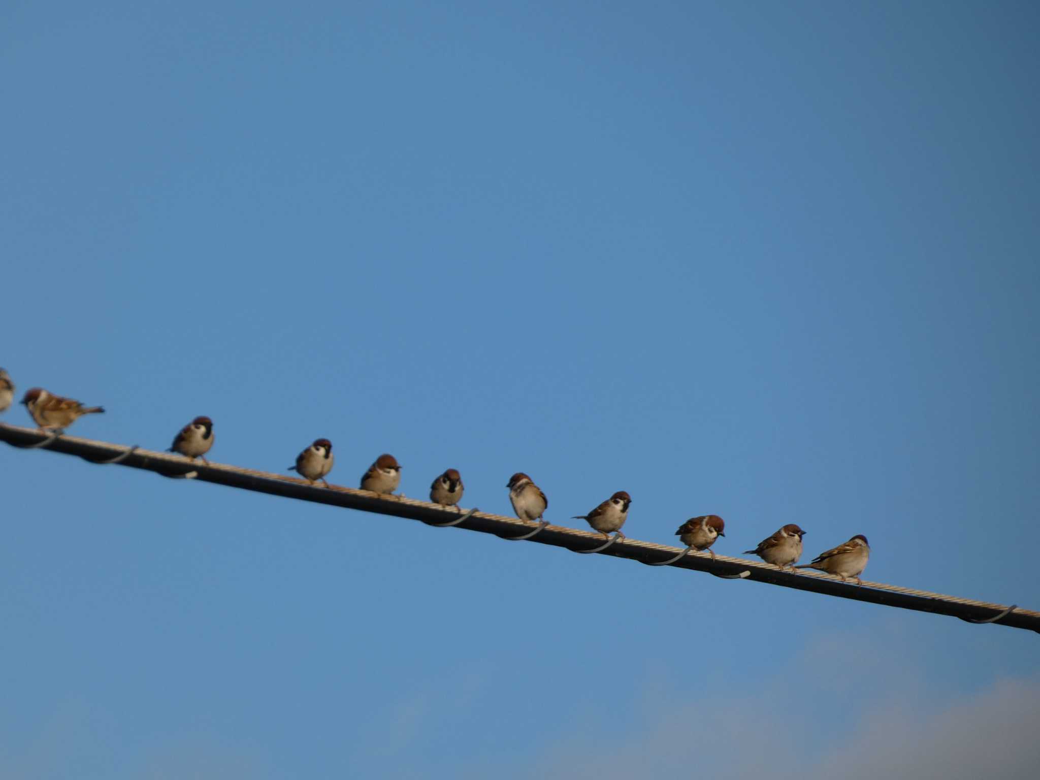 Photo of Eurasian Tree Sparrow at 浮島ヶ原自然公園 by koshi