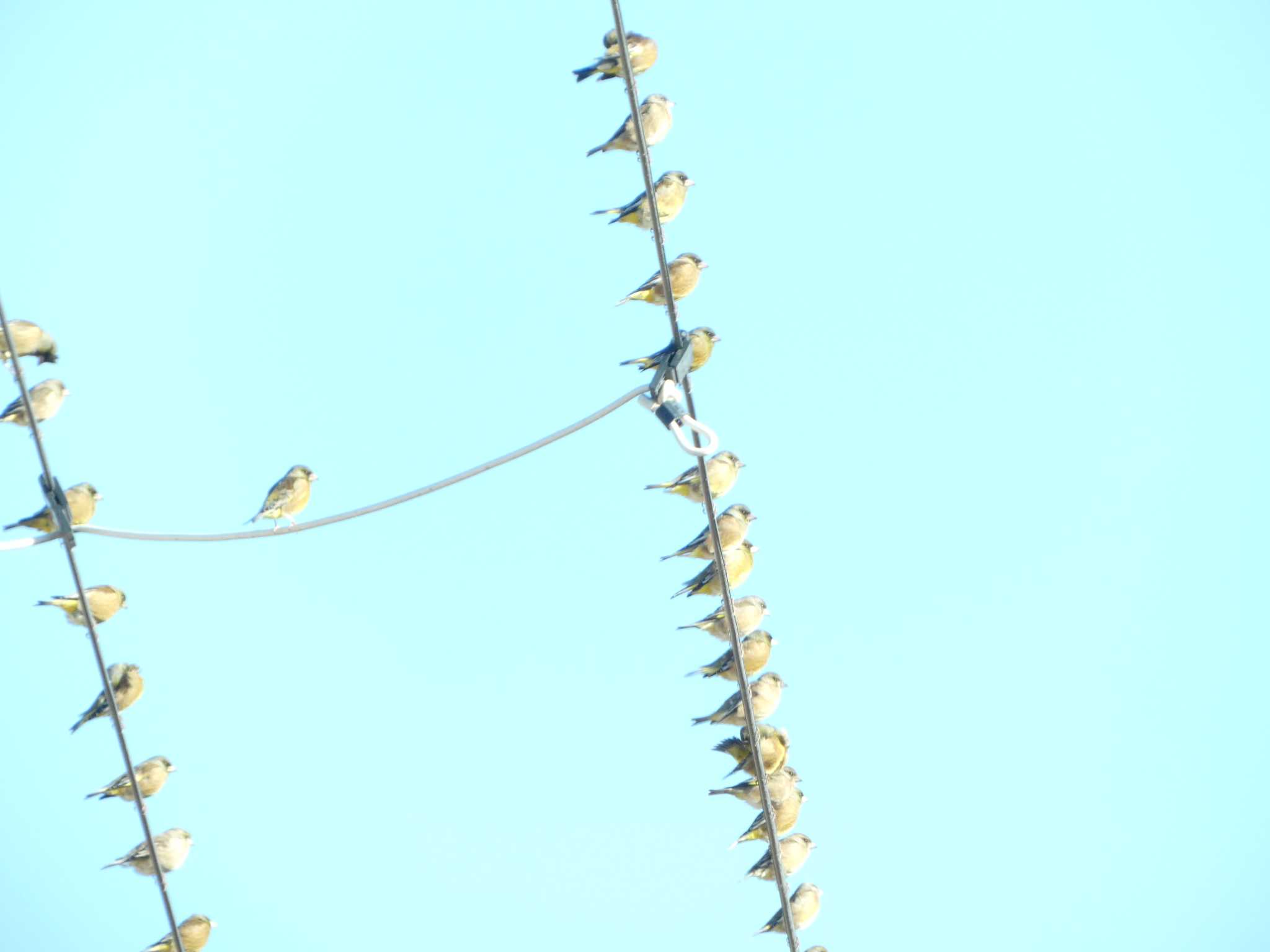 Grey-capped Greenfinch