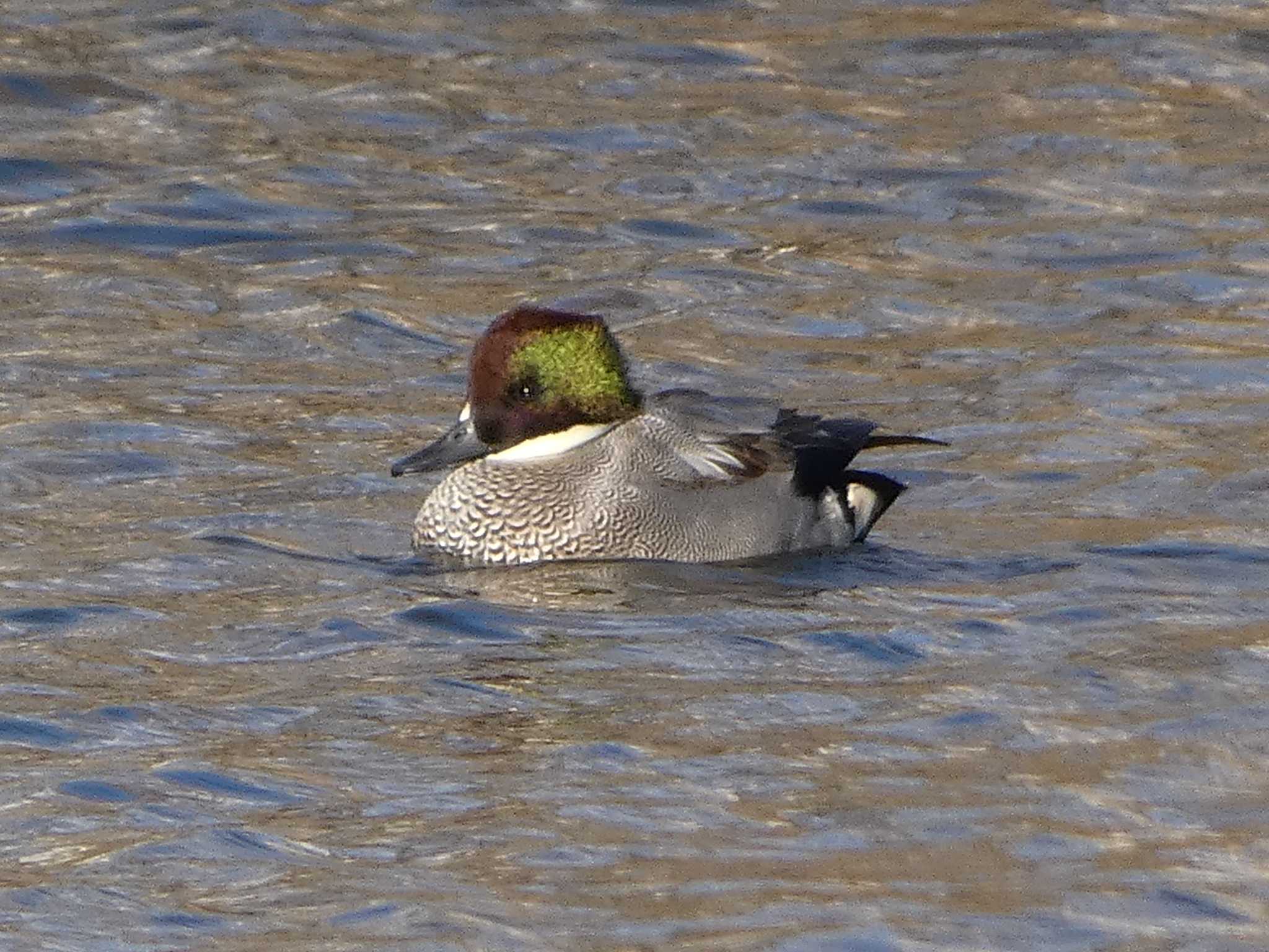 Photo of Falcated Duck at 浮島ヶ原自然公園 by koshi