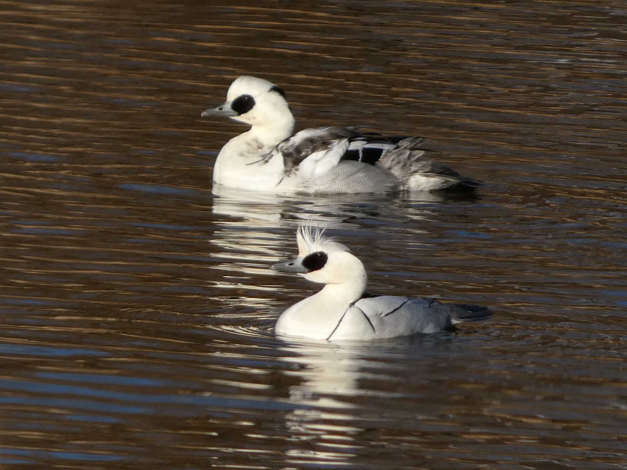 Smew