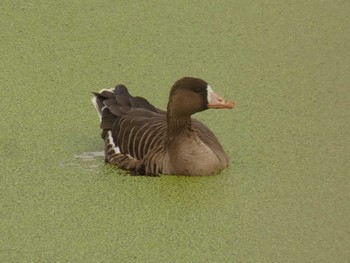 Greater White-fronted Goose Yoron Island Sat, 11/3/2018