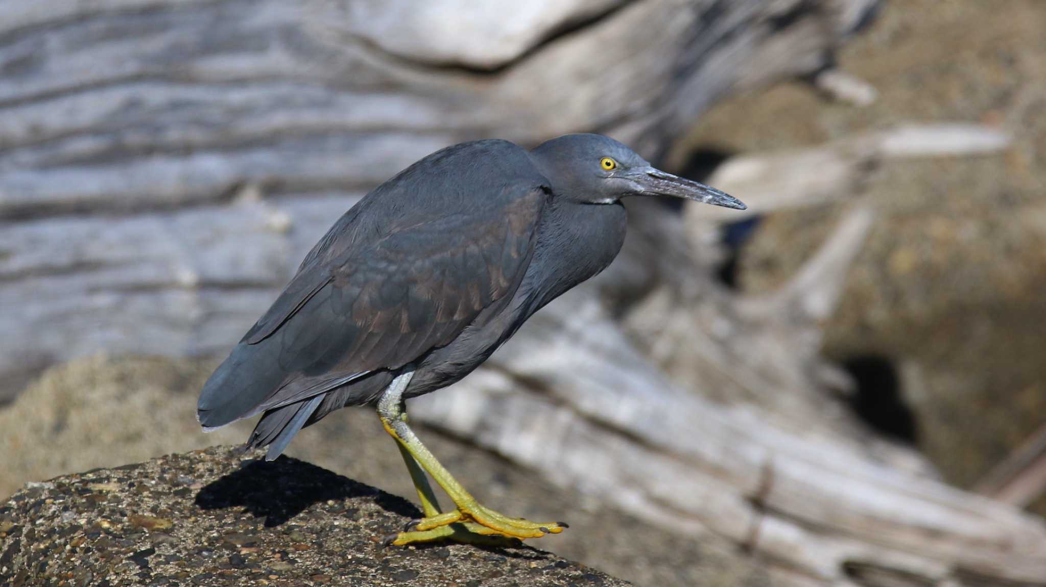 平磯海岸 クロサギの写真 by k honma