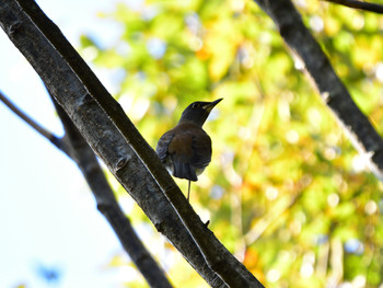 Pale Thrush 東京01 Sat, 11/3/2018