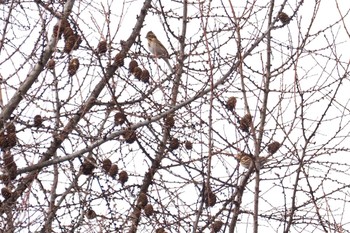 Rustic Bunting 嵯峨塩深沢林道 Wed, 1/3/2024