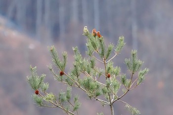 Red Crossbill 嵯峨塩深沢林道 Wed, 1/3/2024