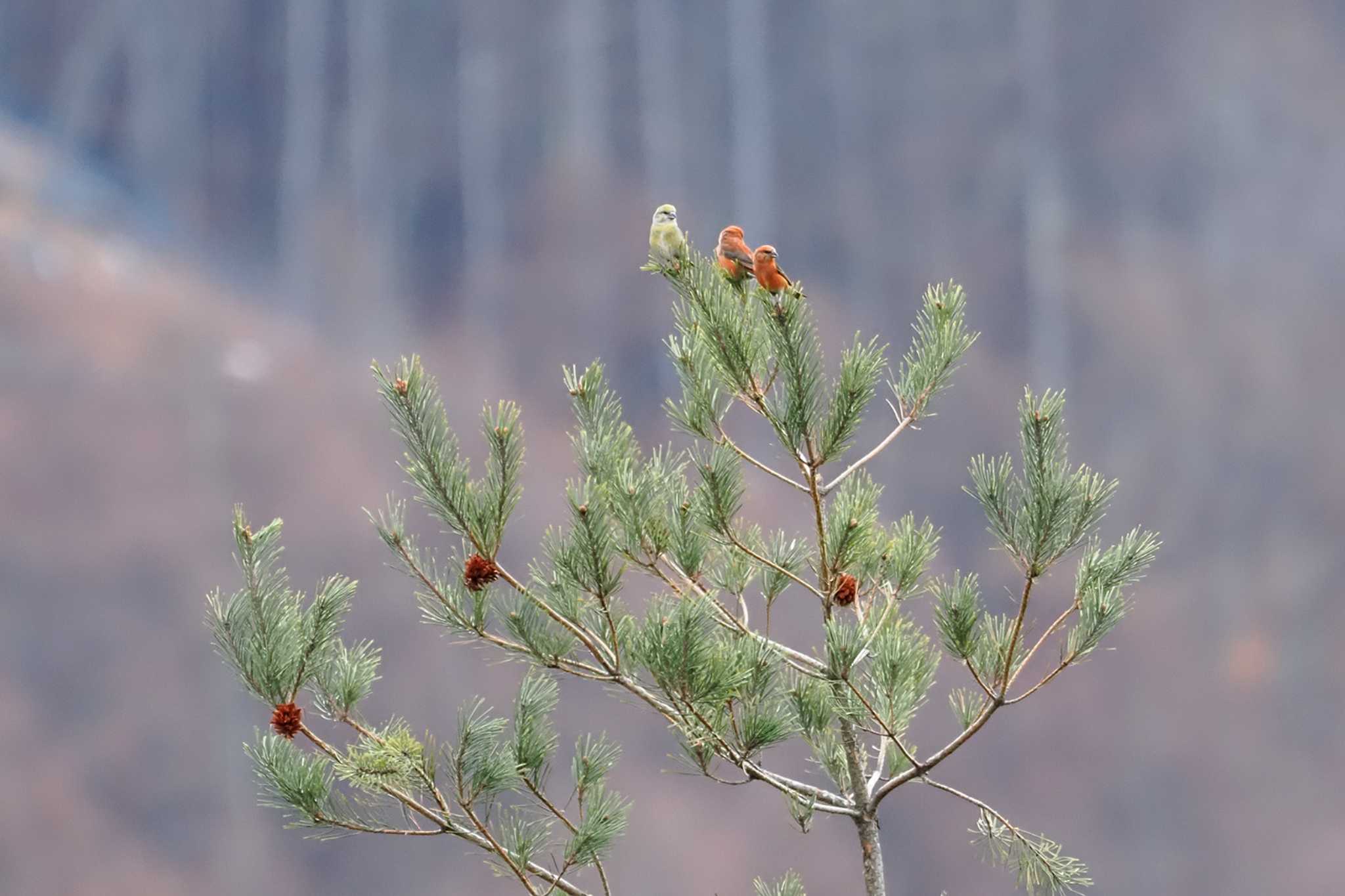 Red Crossbill