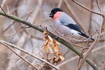 Eurasian Bullfinch 嵯峨塩深沢林道 Wed, 1/3/2024