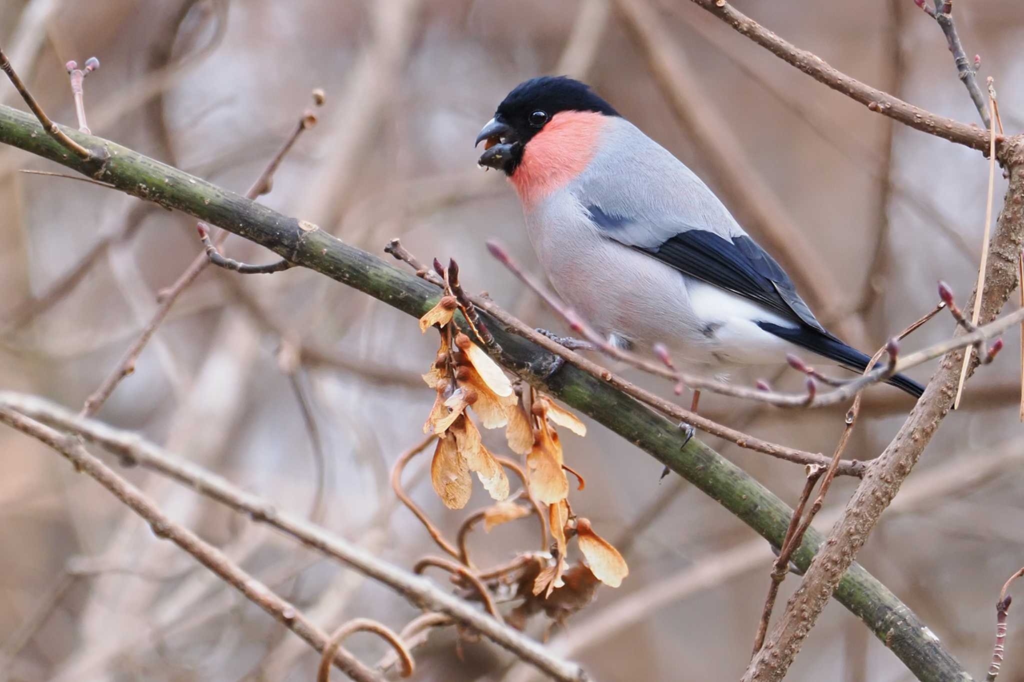 Eurasian Bullfinch