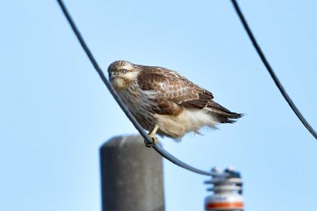 Eastern Buzzard 大沼(宮城県仙台市) Sun, 1/7/2024