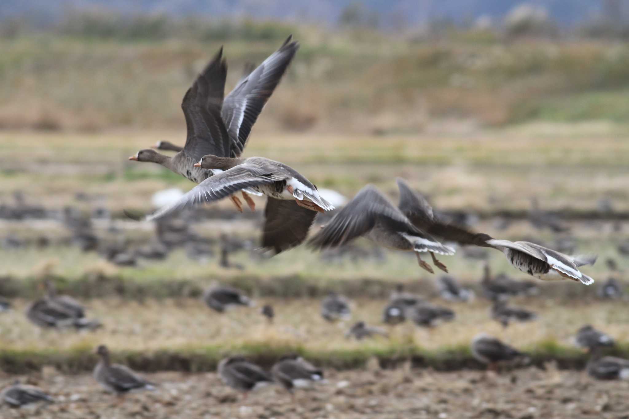 Greater White-fronted Goose