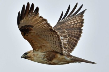 Eastern Buzzard 大沼(宮城県仙台市) Sun, 1/7/2024