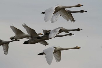 Whooper Swan Izunuma Wed, 11/28/2012