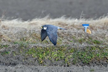 ハヤブサ 大沼(宮城県仙台市) 2024年1月7日(日)