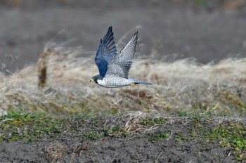 Peregrine Falcon 大沼(宮城県仙台市) Sun, 1/7/2024