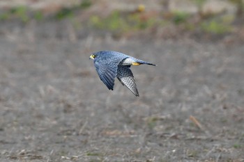 Peregrine Falcon 大沼(宮城県仙台市) Sun, 1/7/2024