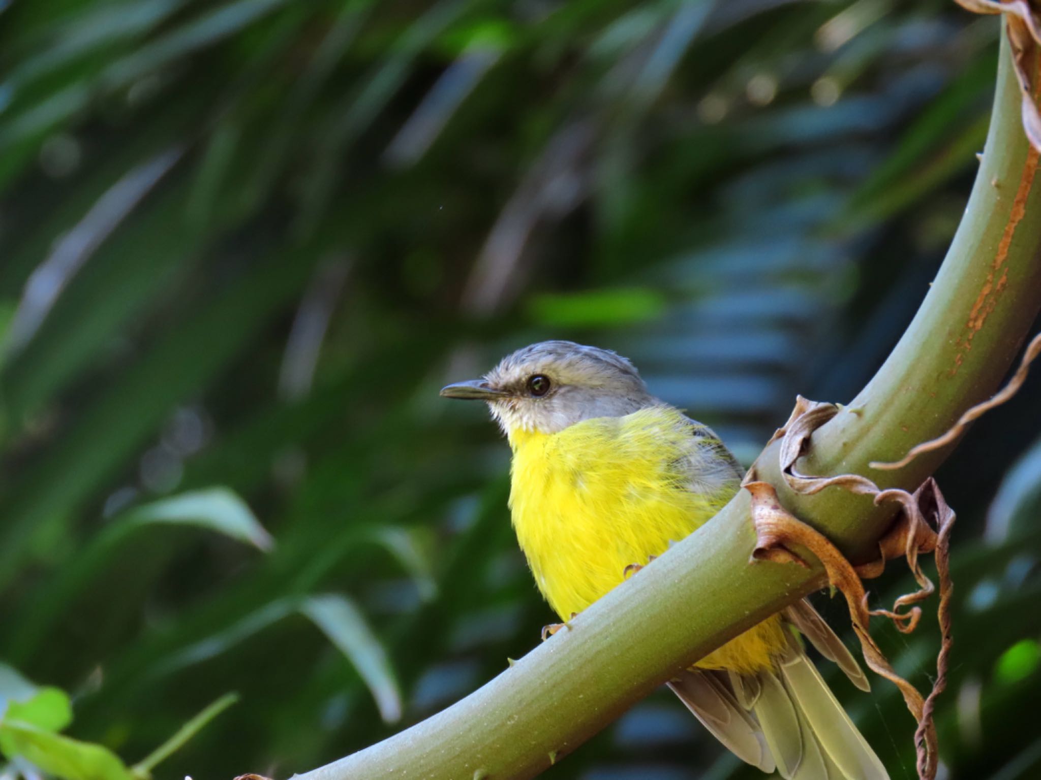 Maiala, Mt Glorious, QLD, Australia ヒガシキバラヒタキの写真 by Maki