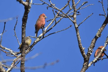 Sun, 1/7/2024 Birding report at 西湖野鳥の森公園