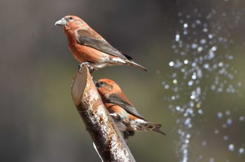 イスカ 西湖野鳥の森公園 2024年1月7日(日)