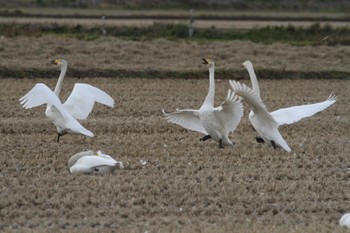 Whooper Swan Izunuma Wed, 11/28/2012