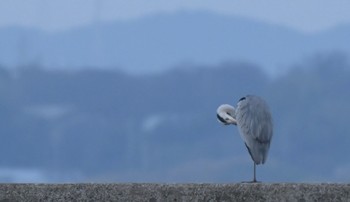 アオサギ 向山漁港(田原市) 2023年12月31日(日)