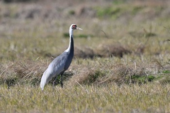 White-naped Crane 鹿児島県川内市高江 Mon, 1/1/2024