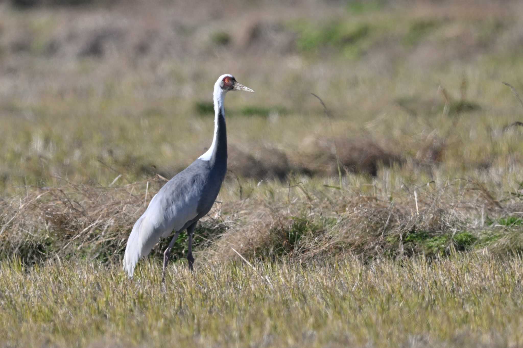 Photo of White-naped Crane at 鹿児島県川内市高江 by ダイ