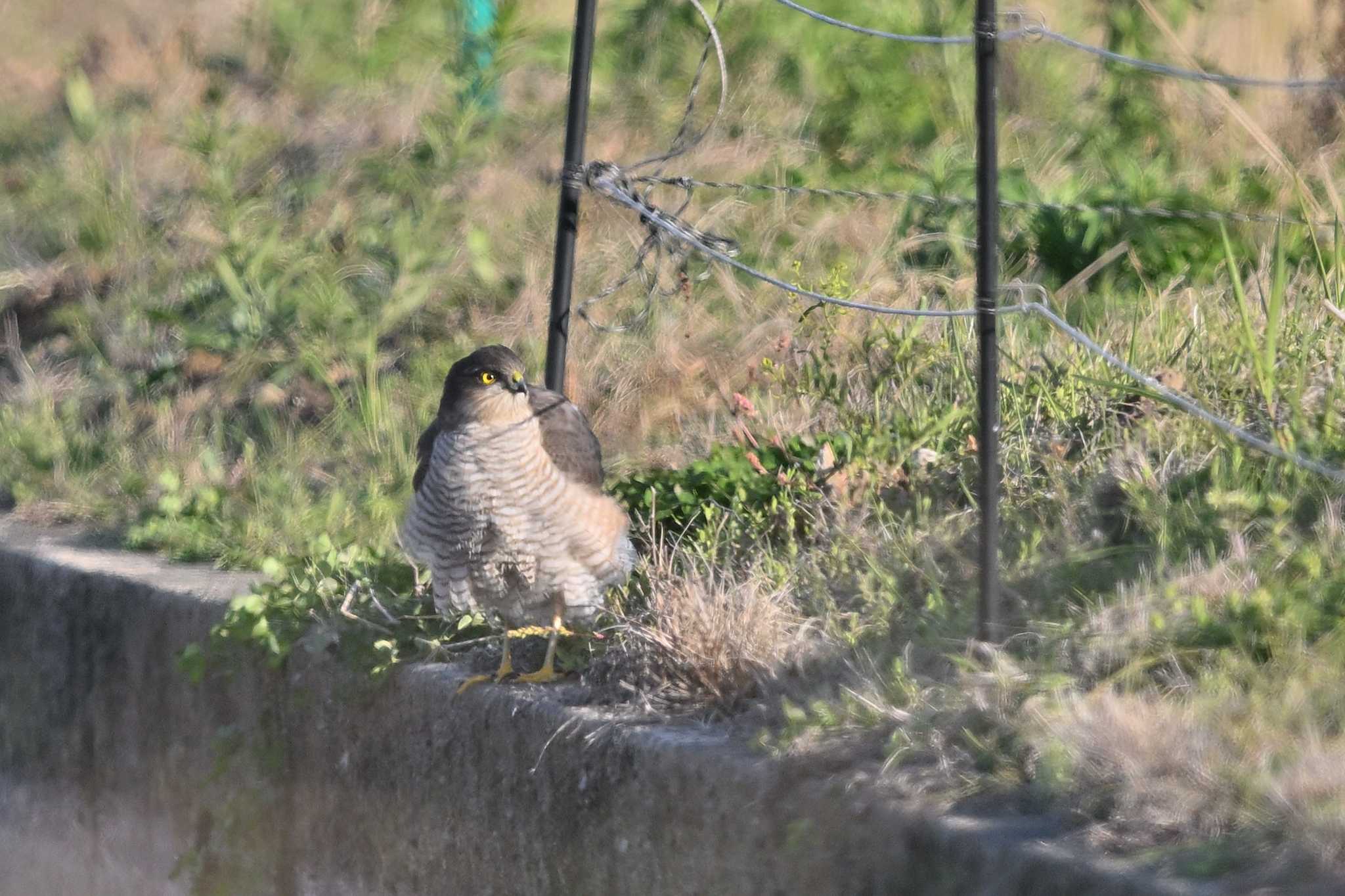 Photo of Eurasian Sparrowhawk at 鹿児島県川内市高江 by ダイ