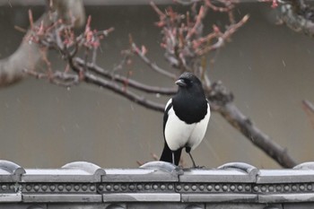 カササギ 熊本県荒尾市荒尾干潟(付近の水田) 2024年1月3日(水)