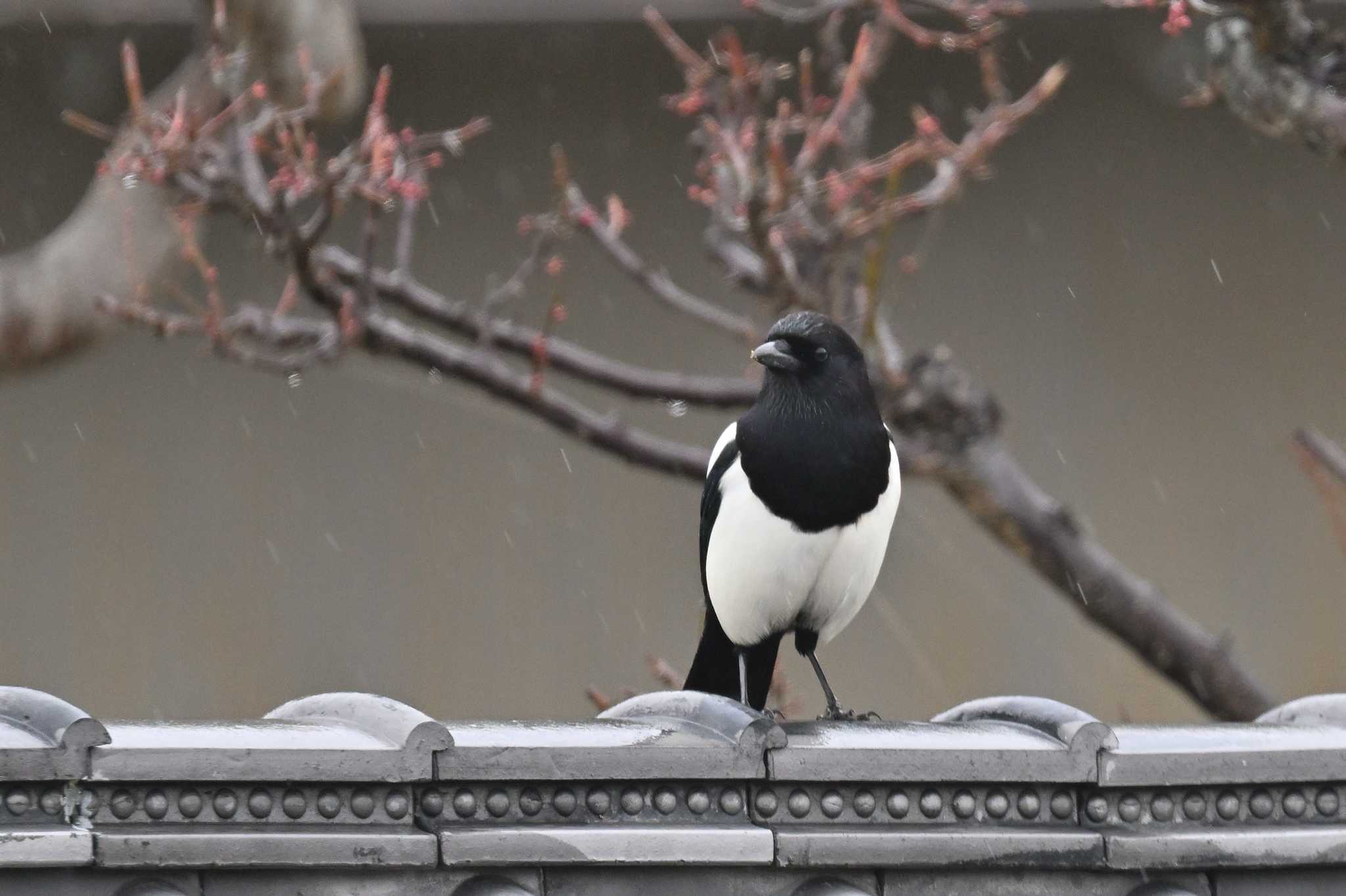 熊本県荒尾市荒尾干潟(付近の水田) カササギの写真 by ダイ