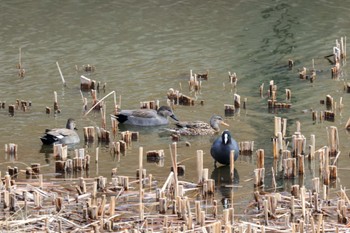 オカヨシガモ 金井遊水地(金井遊水池) 2024年1月7日(日)